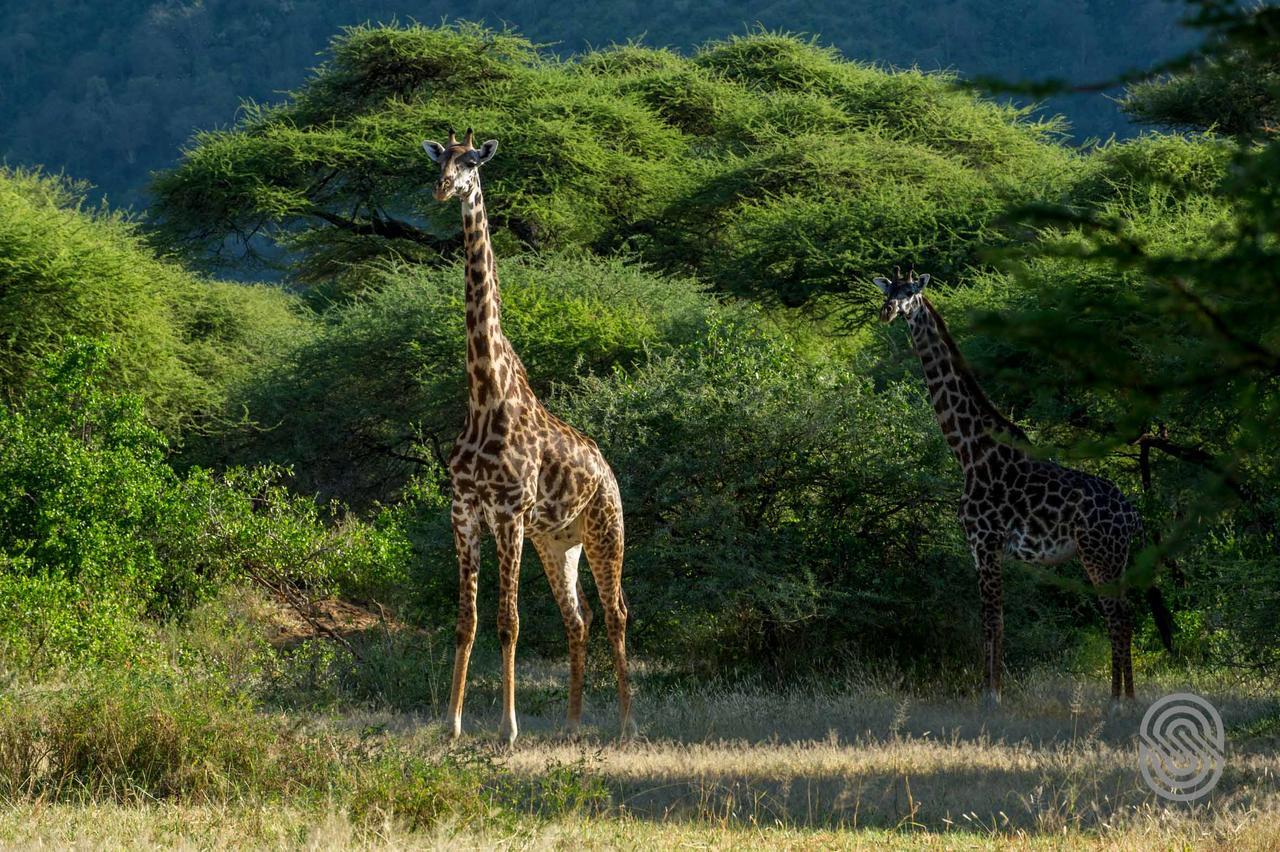 Lake Manyara Serena Safari Lodge Karatu Exterior foto